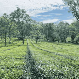 Pure Mango Mint Green Tea 70g