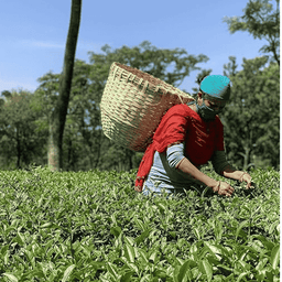 Pure Mango Mint Green Tea 70g