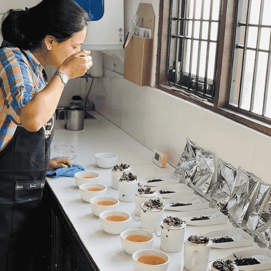 Kangra Leaf Classic Tea Super Saver Pack
